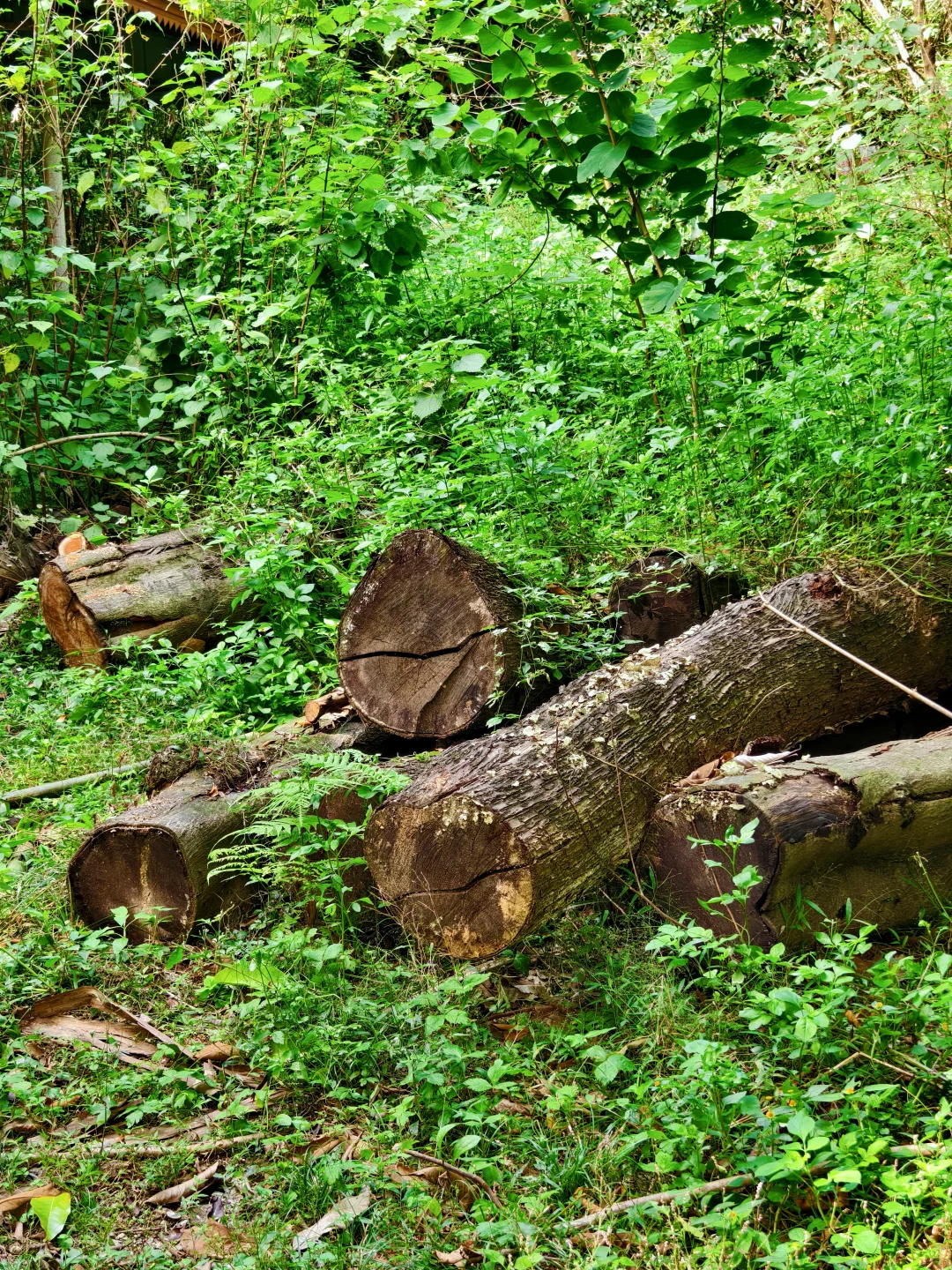 柳州三门江徒步｜在城市森林里拍出森系大片