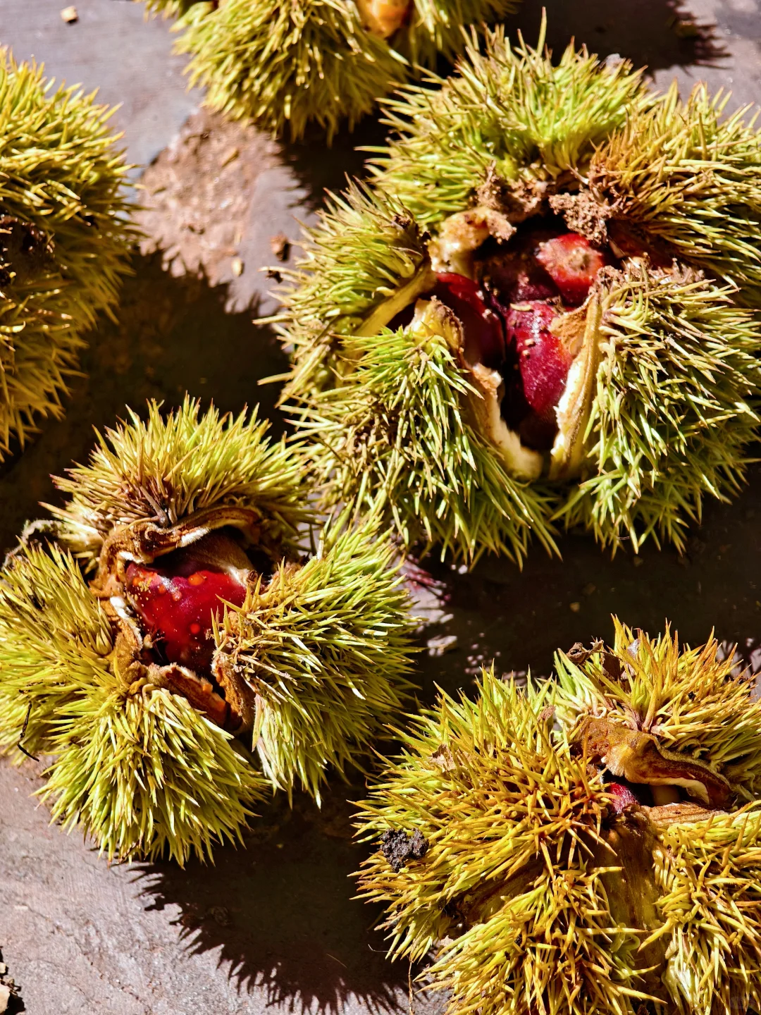 柳州三门江徒步｜在城市森林里拍出森系大片