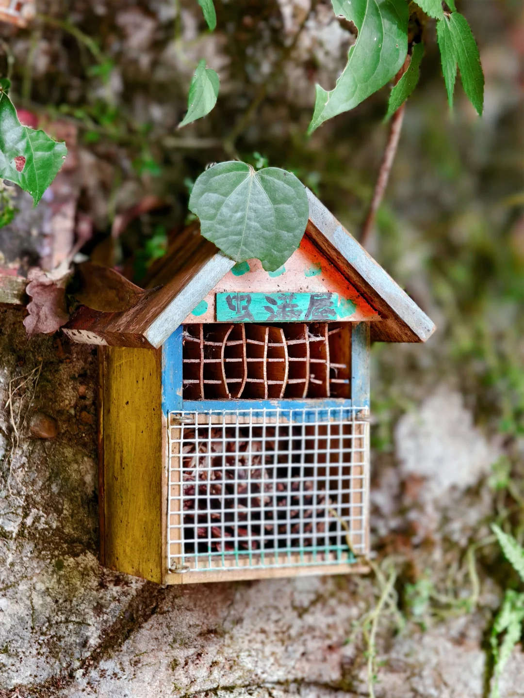 柳州三门江徒步｜在城市森林里拍出森系大片