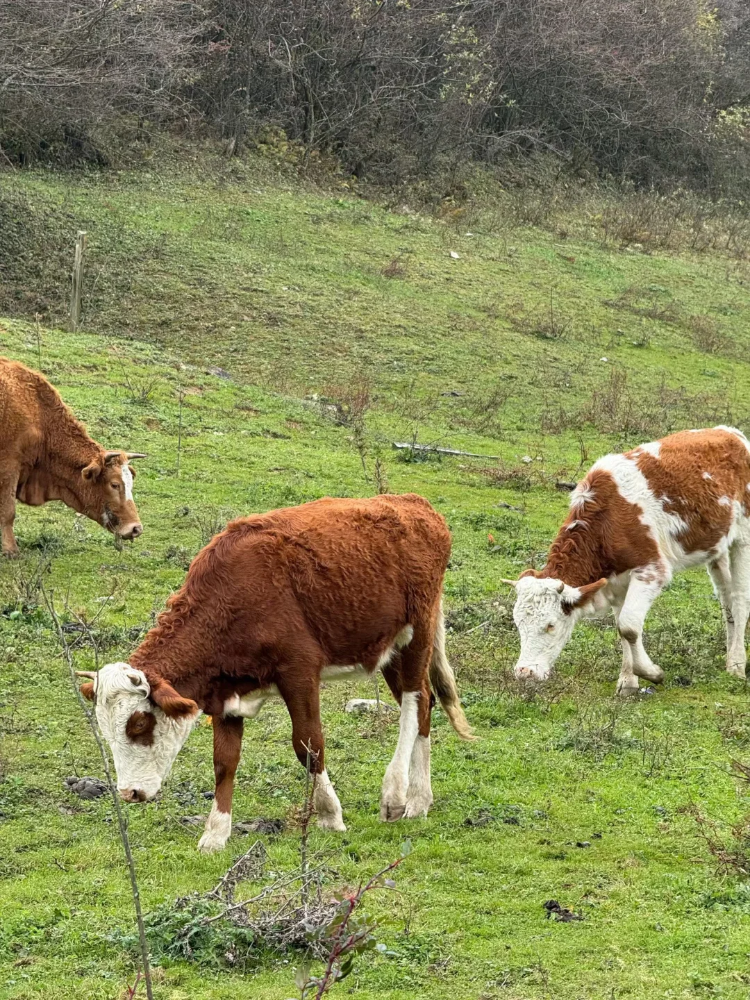 重庆秋景徒步天花板！玉带山彩林+山野绝了，