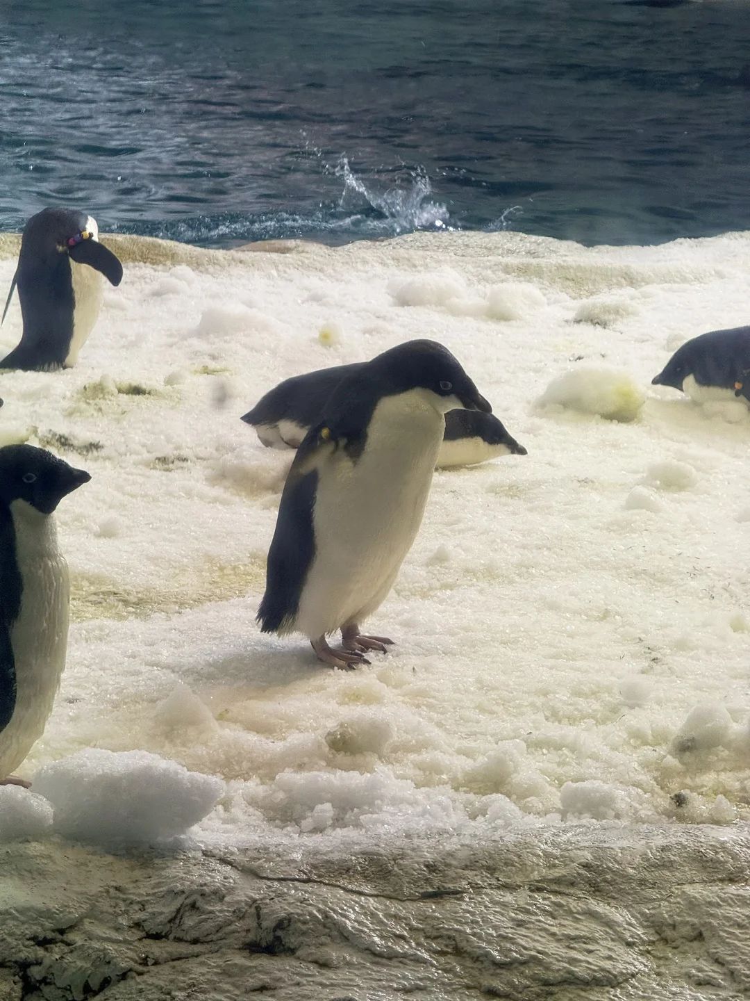 和小鱼布噜布噜的一天ᐝ🐡🐠🐬🐋