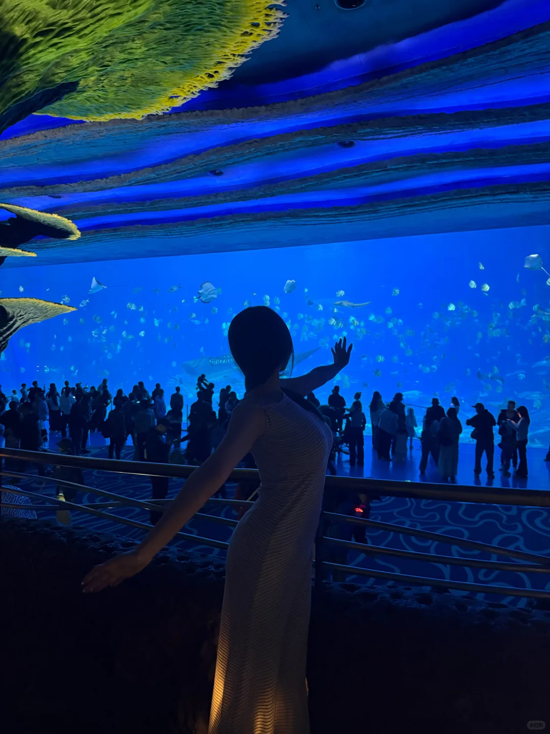 和小鱼布噜布噜的一天ᐝ🐡🐠🐬🐋