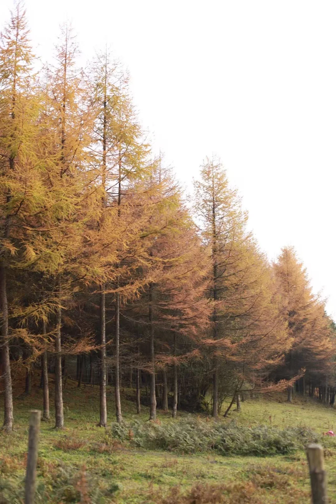 重庆秋景徒步天花板！玉带山彩林+山野绝了，