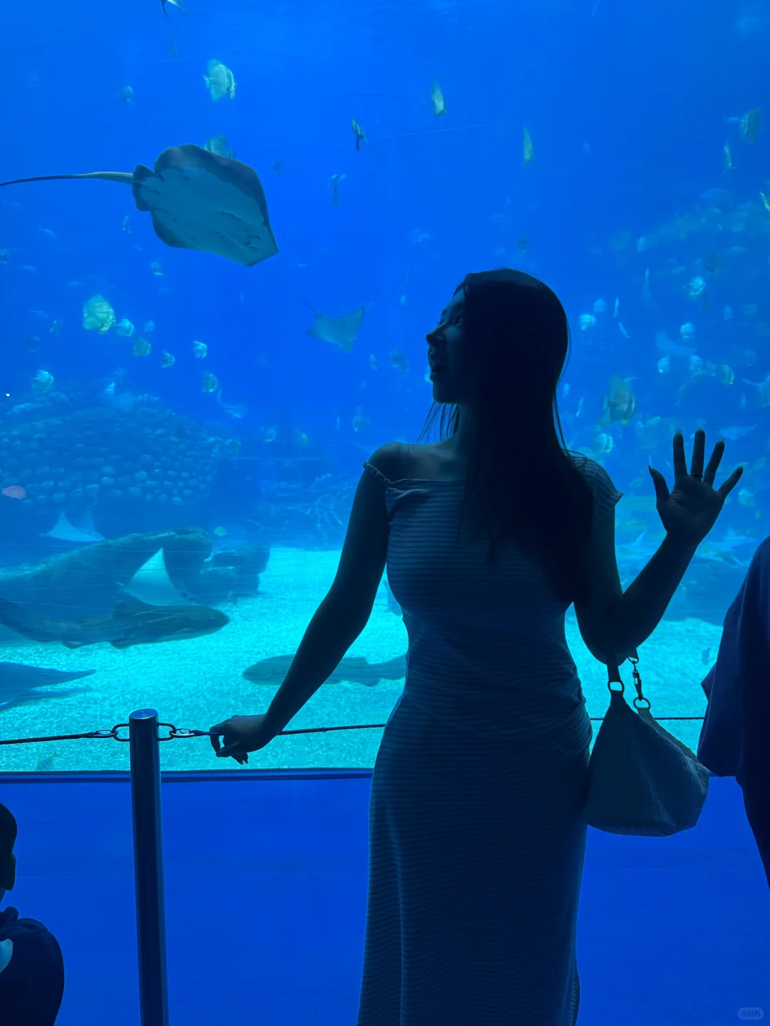 和小鱼布噜布噜的一天ᐝ🐡🐠🐬🐋