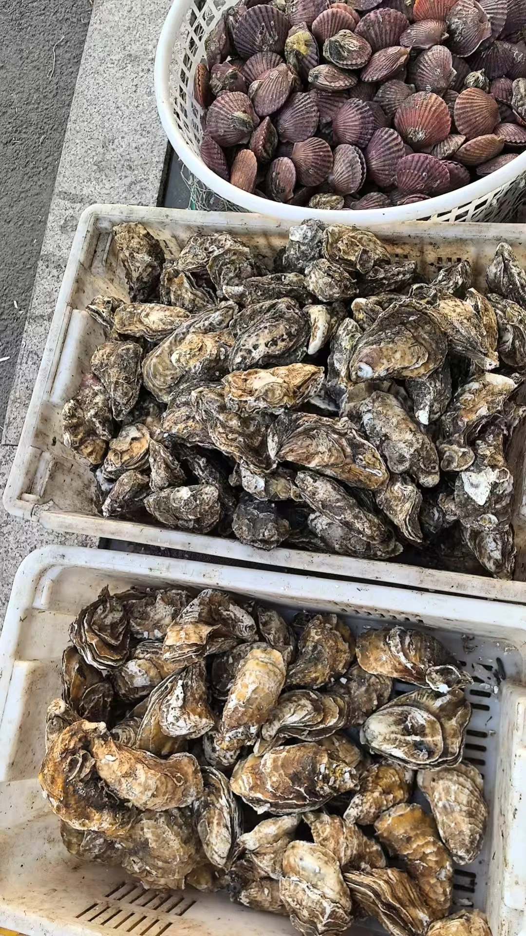 揭秘日照的诈骗婚恋中介