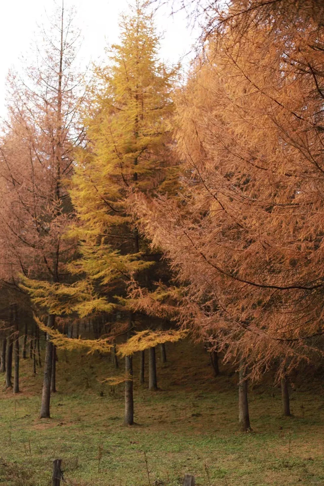 重庆秋景徒步天花板！玉带山彩林+山野绝了，