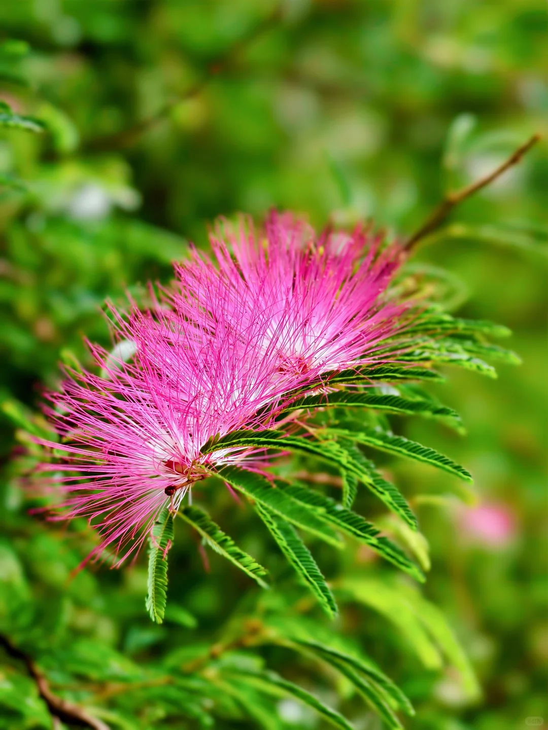 柳州三门江徒步｜在城市森林里拍出森系大片