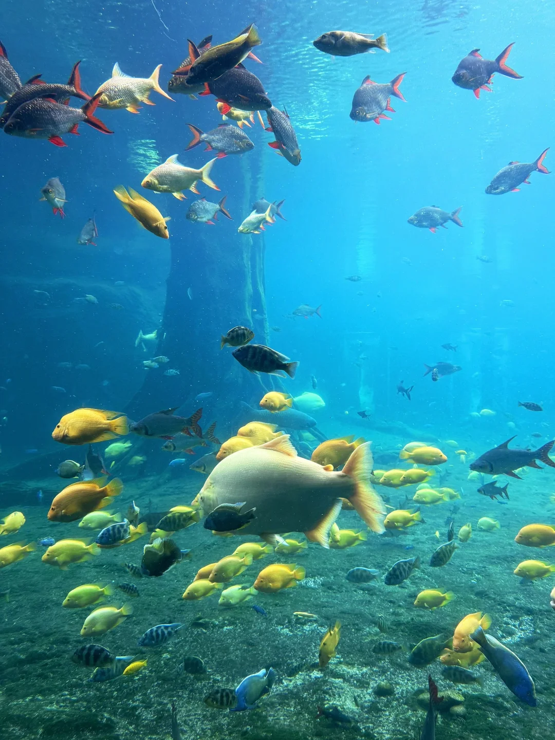 和小鱼布噜布噜的一天ᐝ🐡🐠🐬🐋