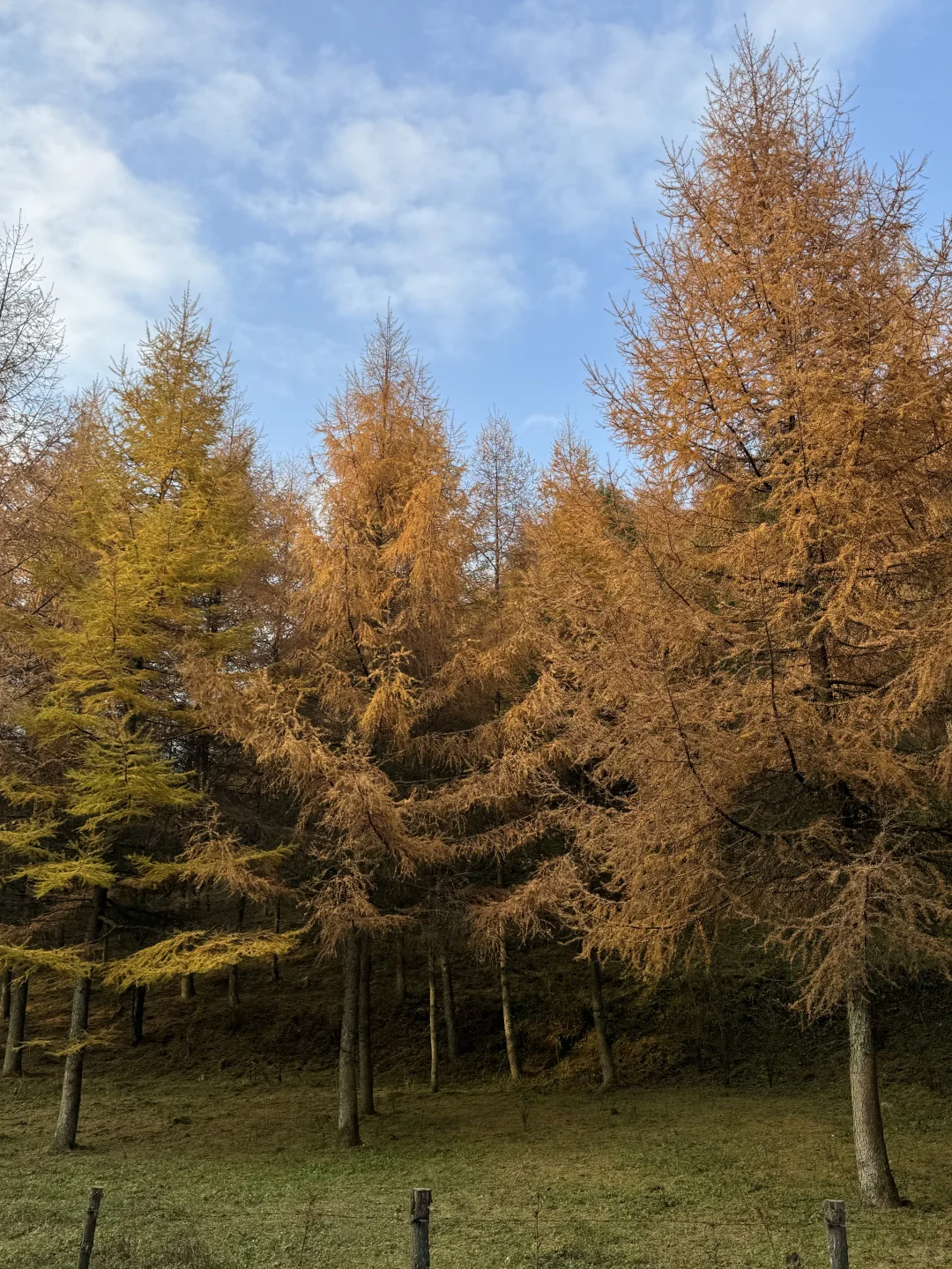 重庆秋景徒步天花板！玉带山彩林+山野绝了，