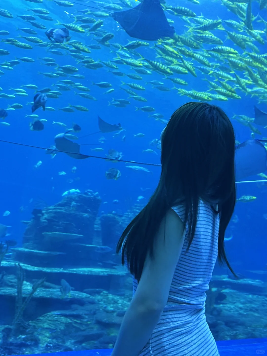 和小鱼布噜布噜的一天ᐝ🐡🐠🐬🐋