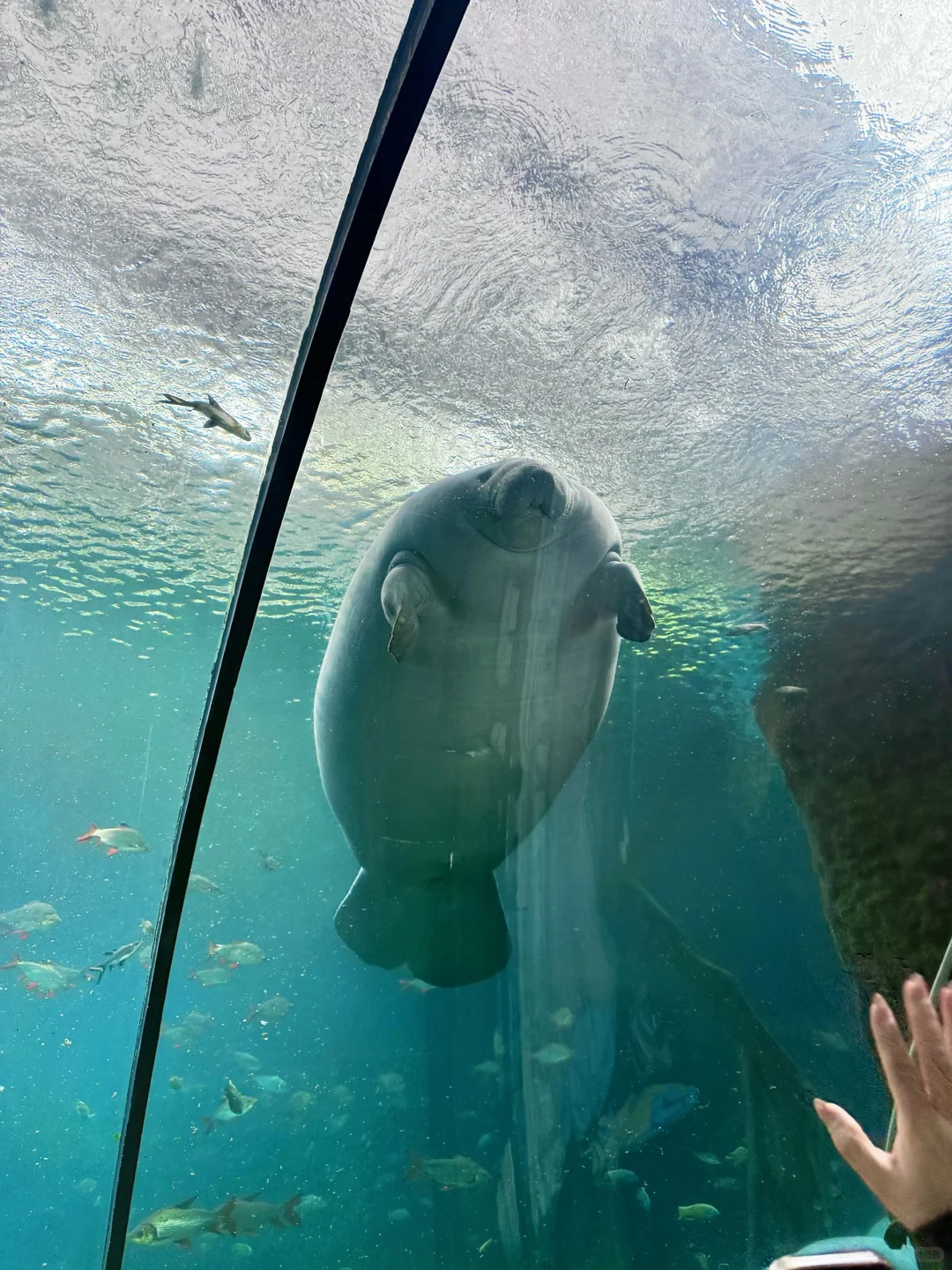 和小鱼布噜布噜的一天ᐝ🐡🐠🐬🐋