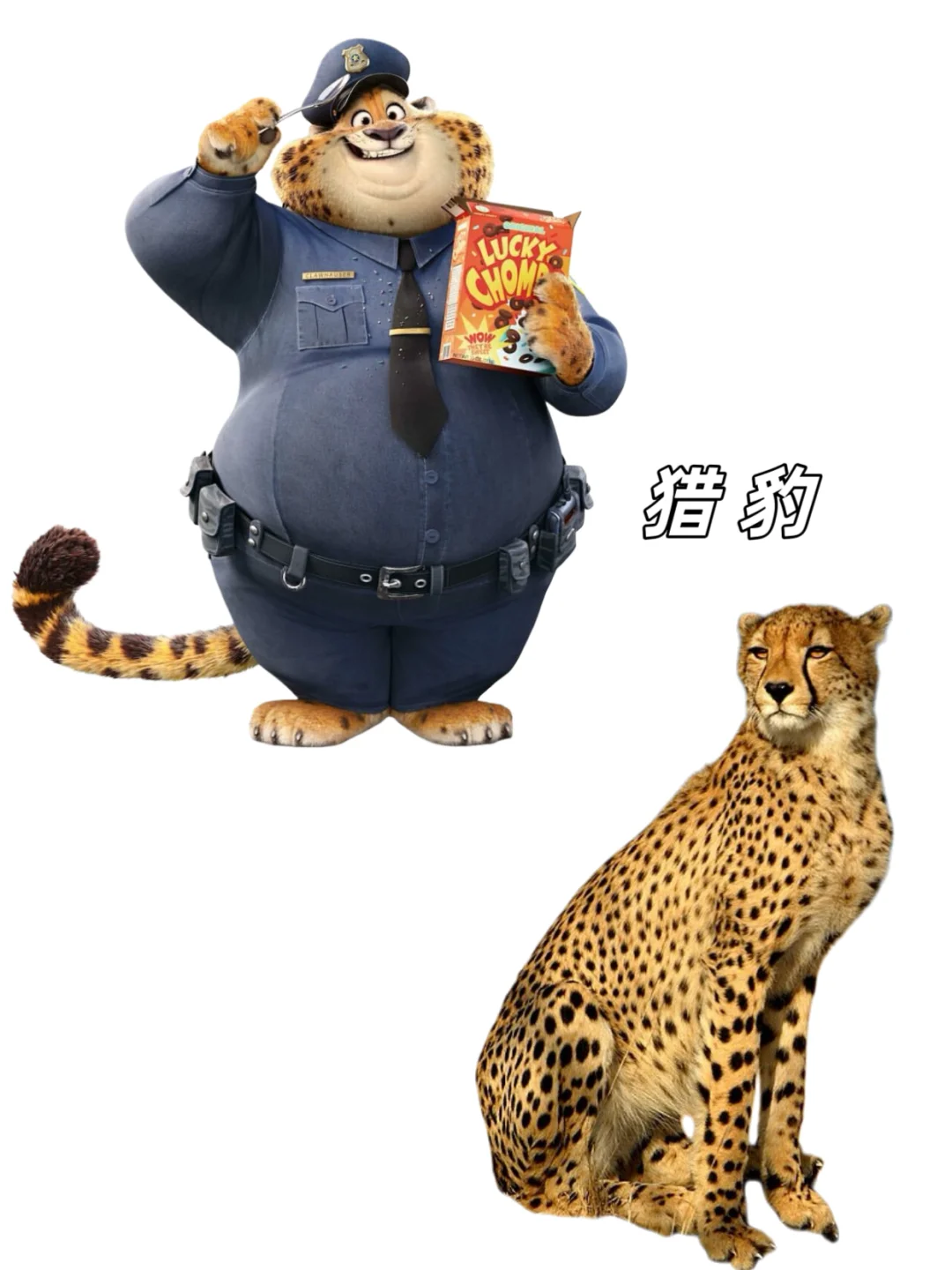 🉑下载｜【疯狂动物城2】动物原型找到了‼️