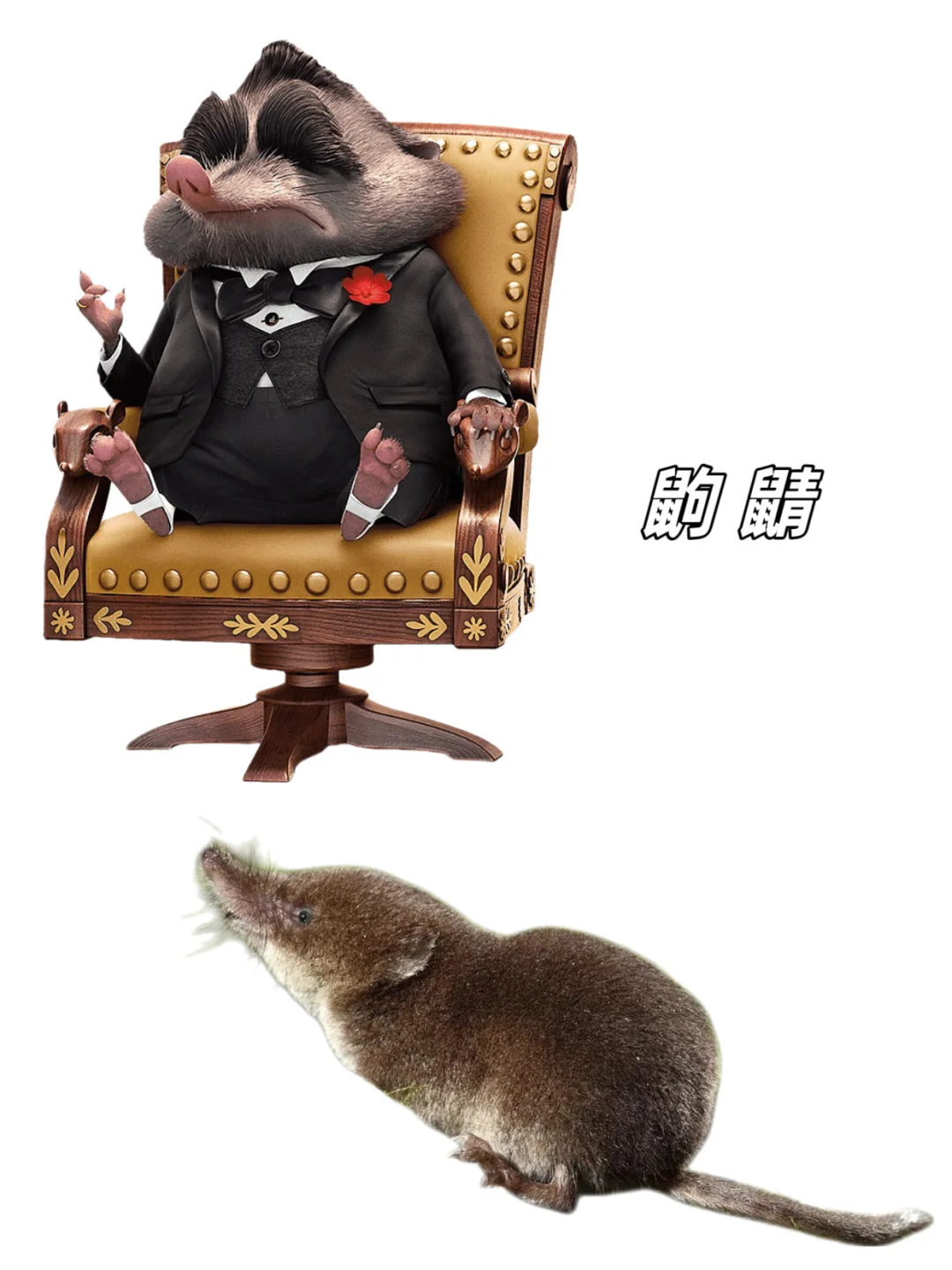 🉑下载｜【疯狂动物城2】动物原型找到了‼️