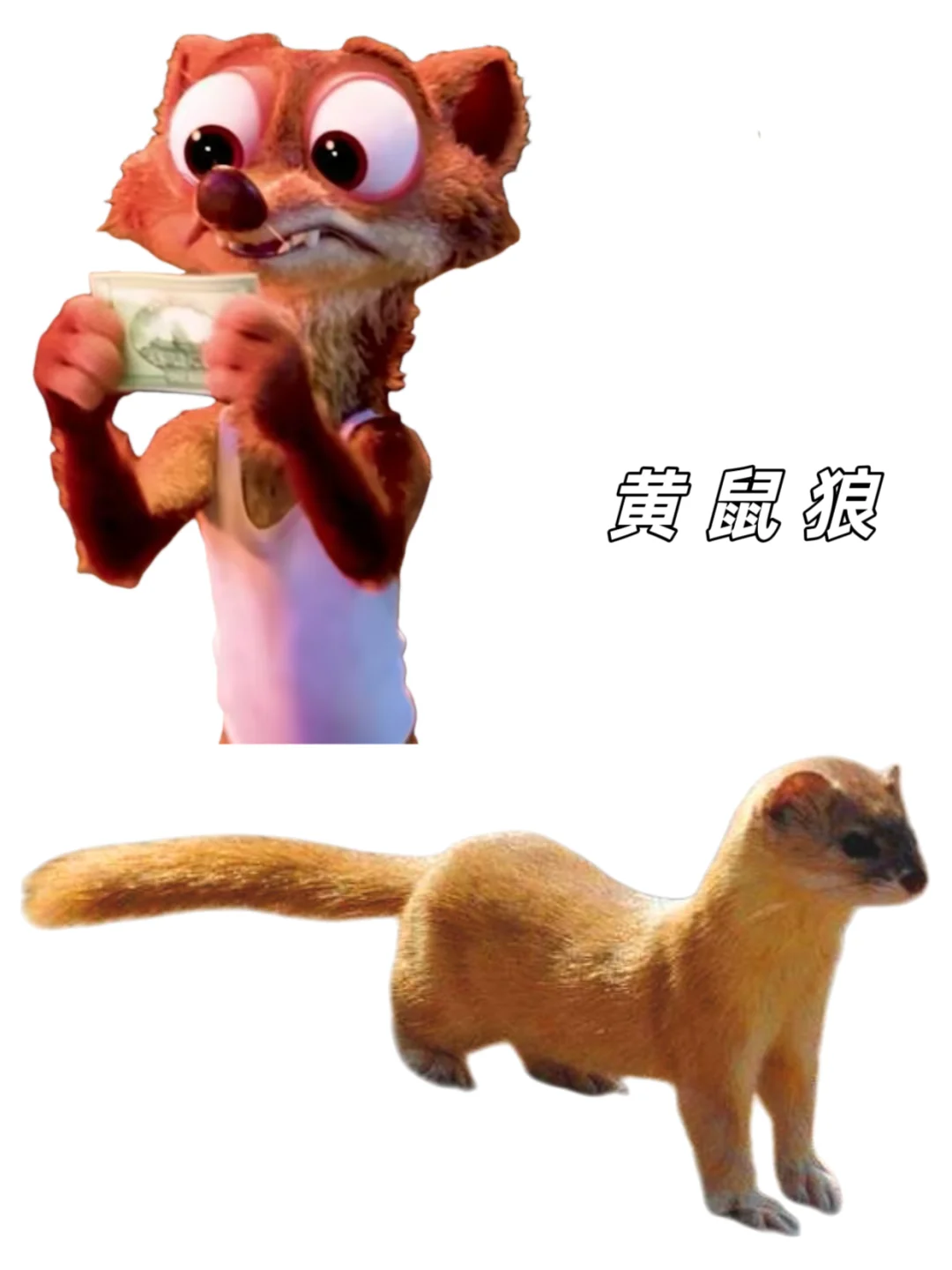 🉑下载｜【疯狂动物城2】动物原型找到了‼️