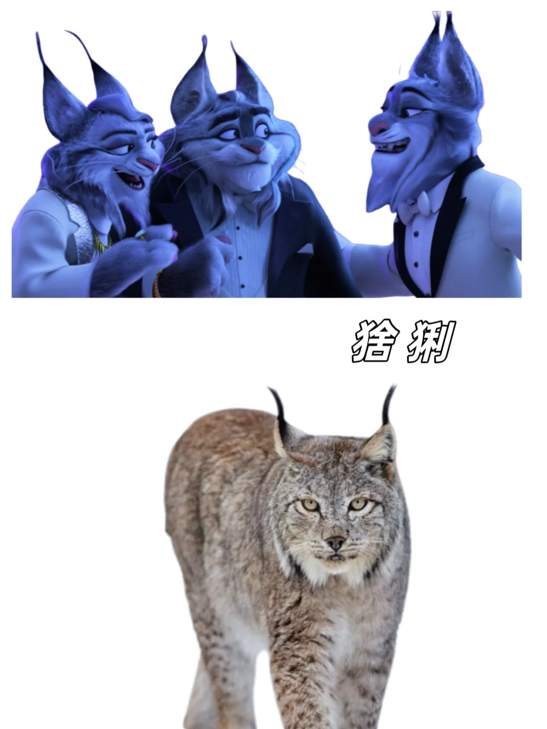 🉑下载｜【疯狂动物城2】动物原型找到了‼️