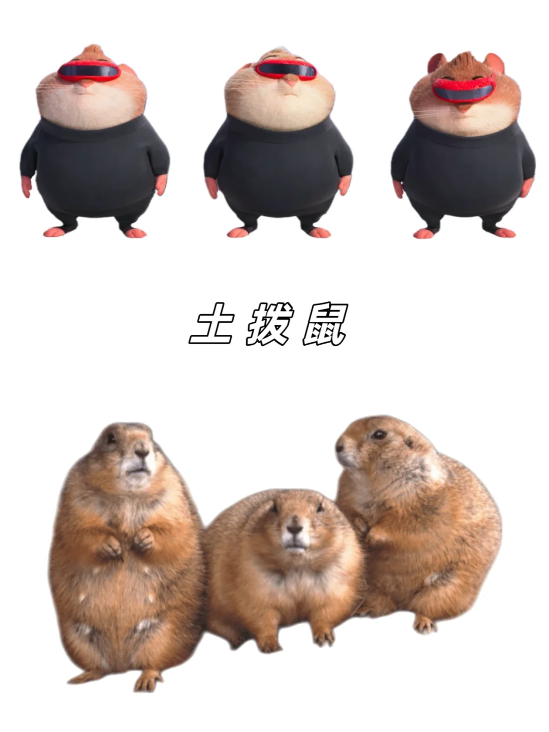 🉑下载｜【疯狂动物城2】动物原型找到了‼️