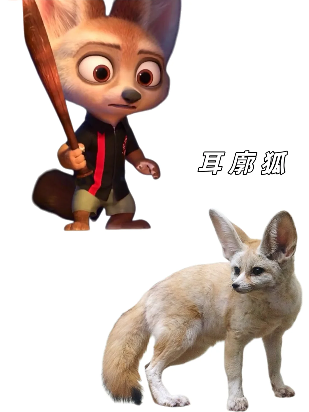 🉑下载｜【疯狂动物城2】动物原型找到了‼️