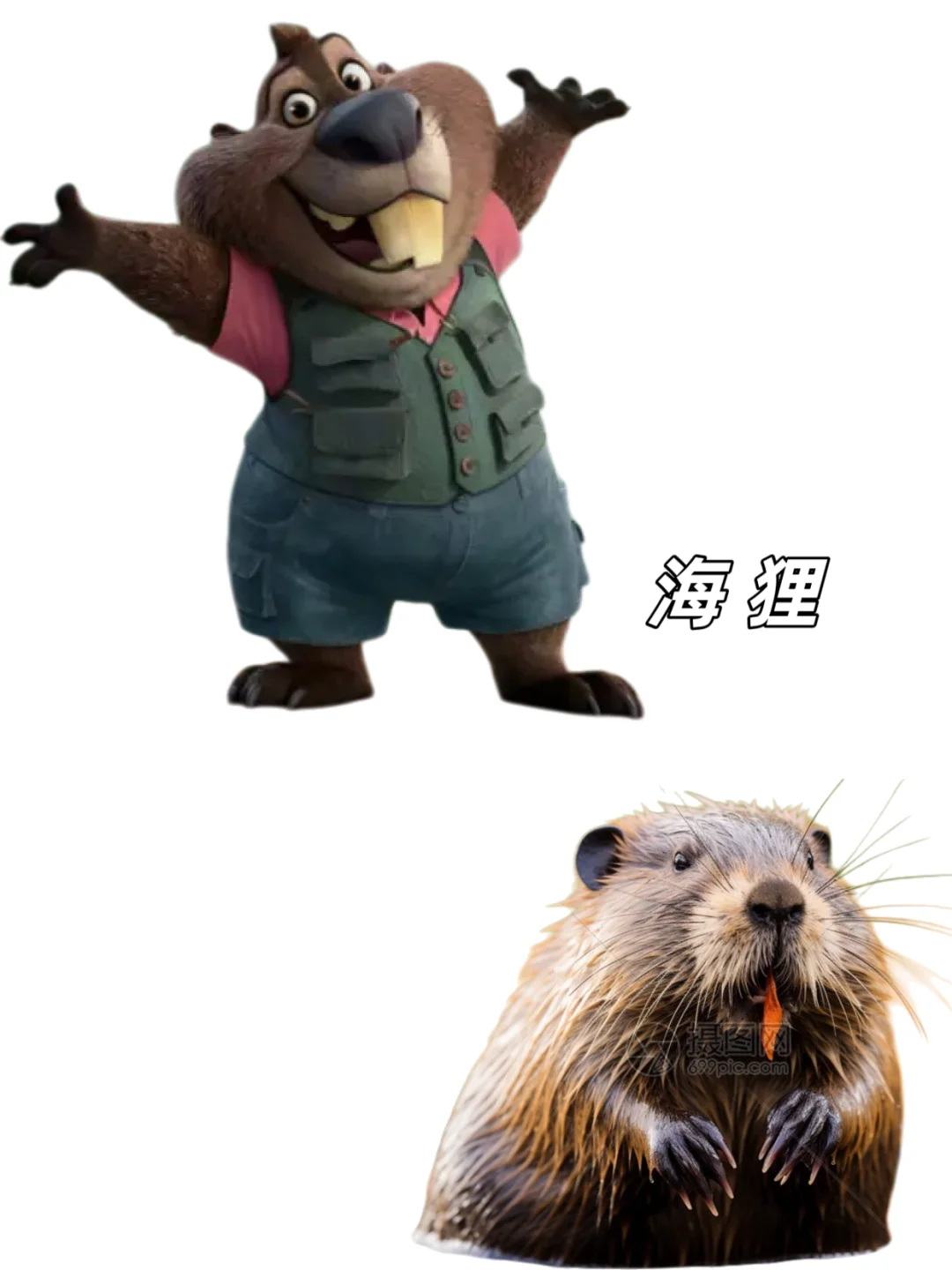 🉑下载｜【疯狂动物城2】动物原型找到了‼️