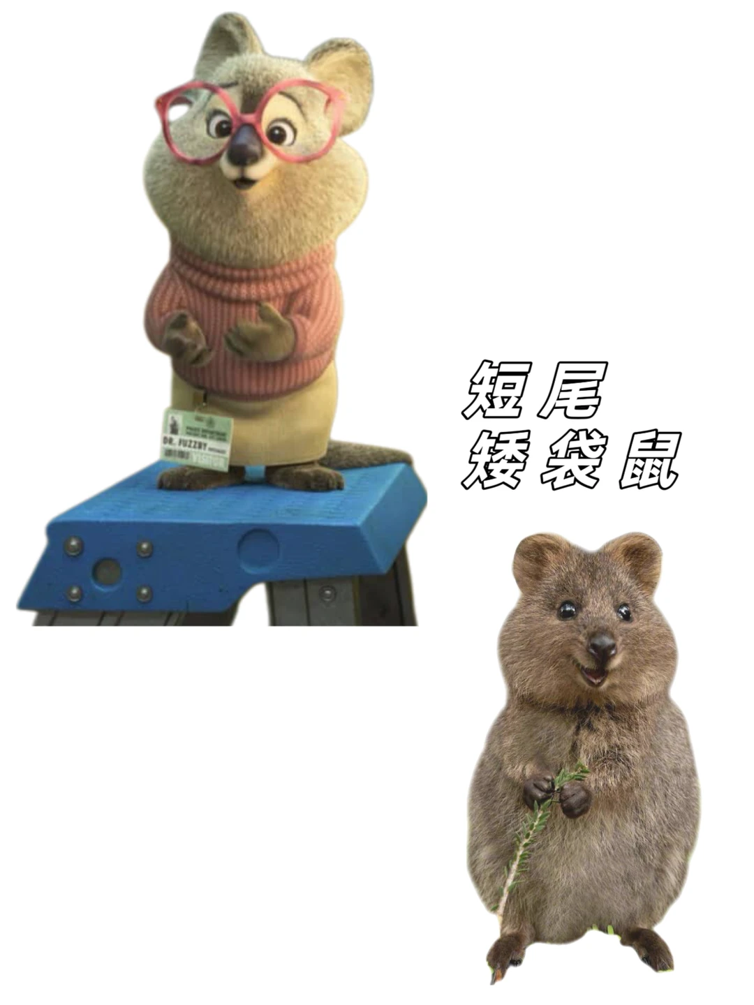 🉑下载｜【疯狂动物城2】动物原型找到了‼️