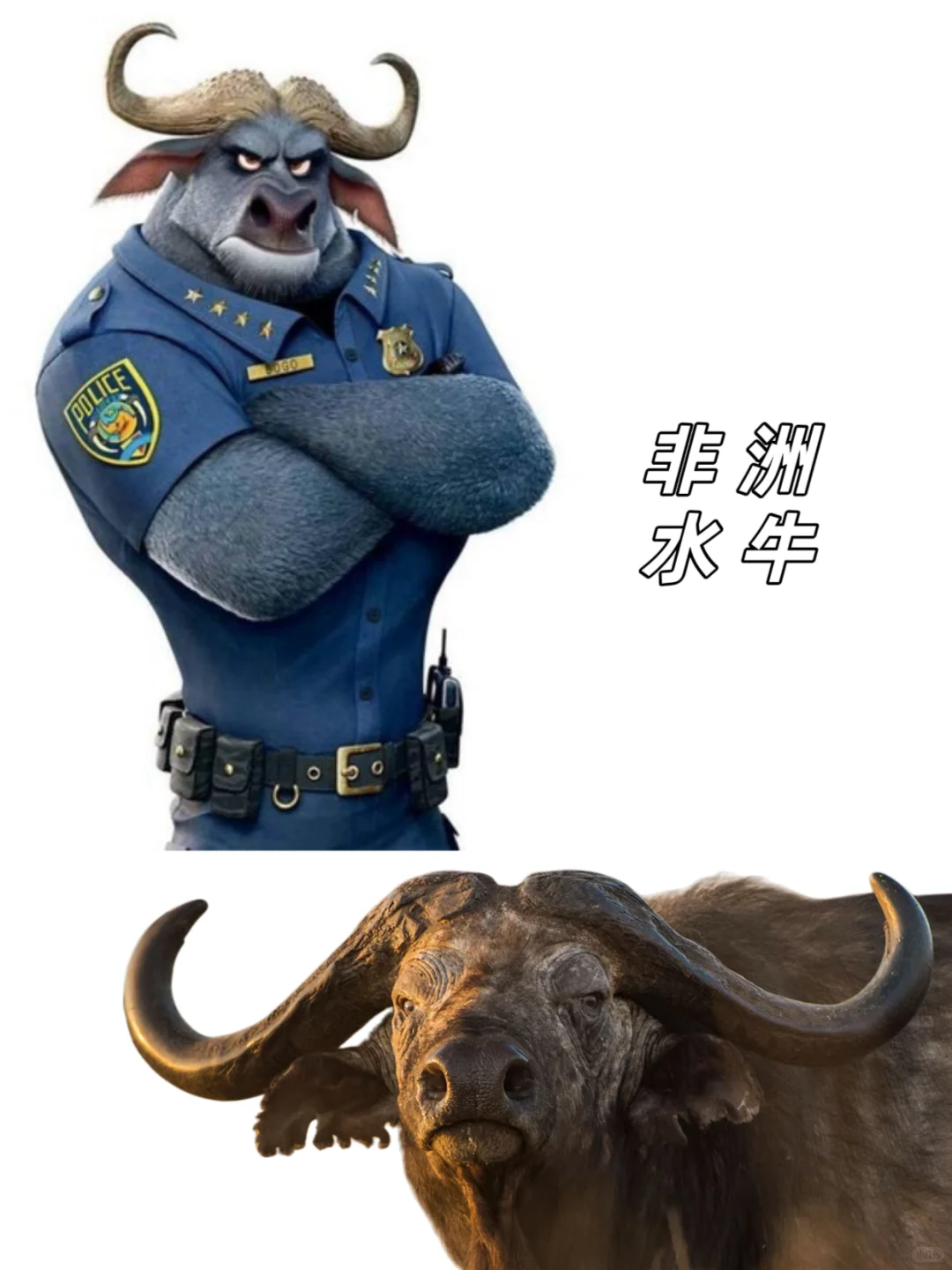 🉑下载｜【疯狂动物城2】动物原型找到了‼️