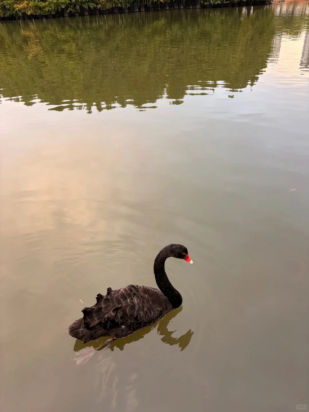 用百度网盘存Live图！让美好记忆动起来～