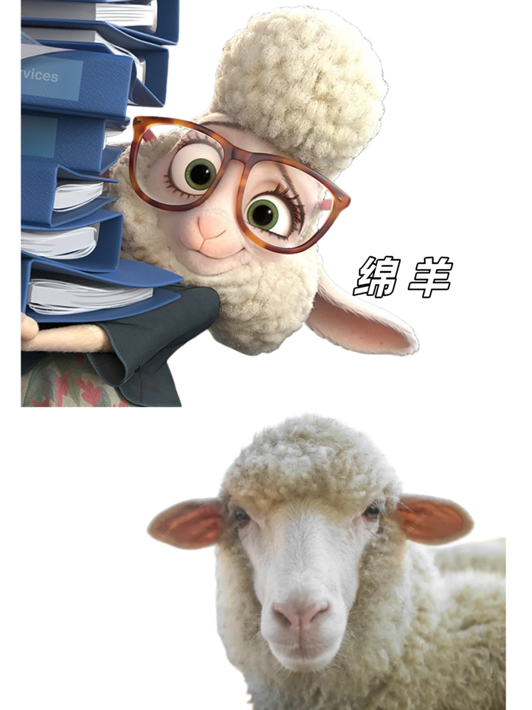 🉑下载｜【疯狂动物城2】动物原型找到了‼️