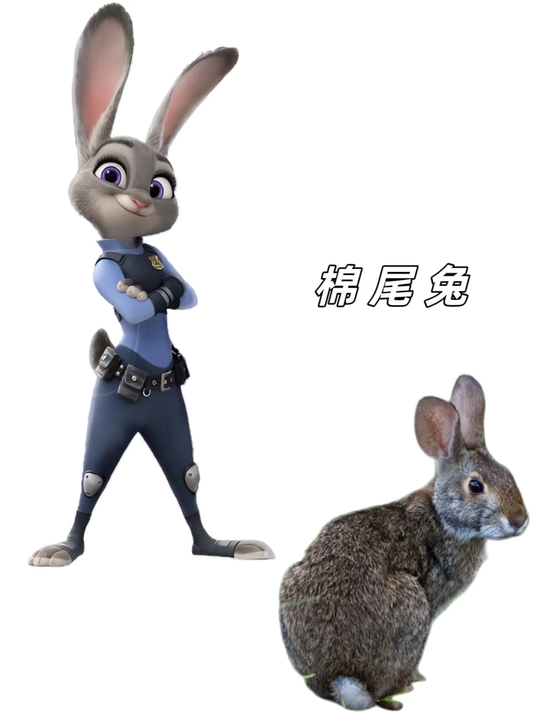 🉑下载｜【疯狂动物城2】动物原型找到了‼️