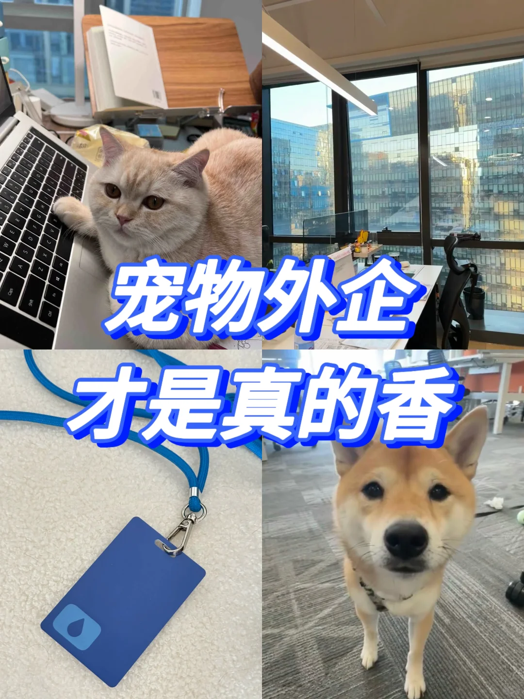 建议大家都去投一下宠物外企!