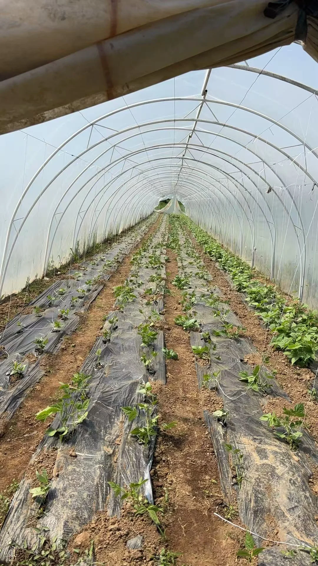 招聘蔬菜大棚种植工人4名要有经验会做农活