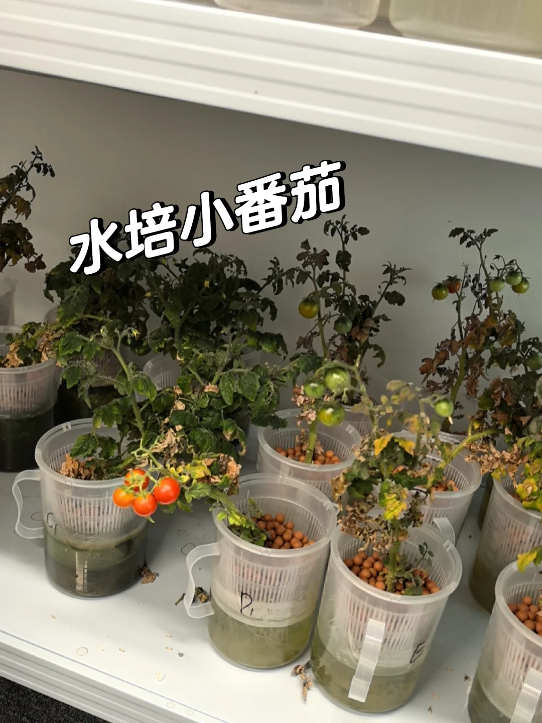 农业公司上班的日常?你能接受吗