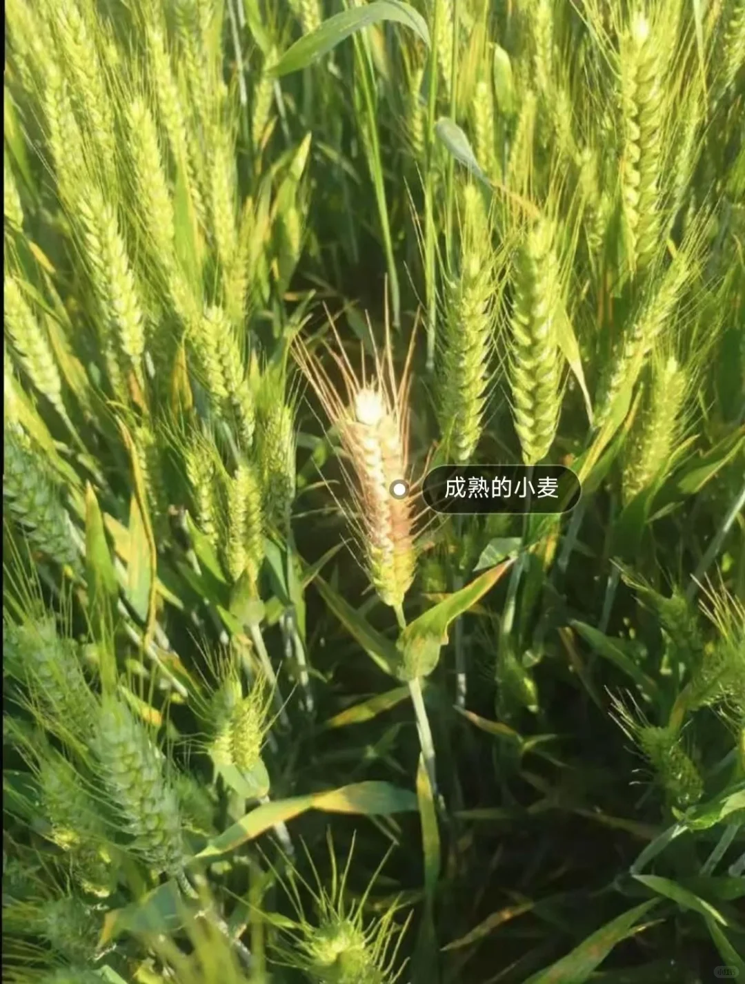 直播擦边不如去搞智慧农业
