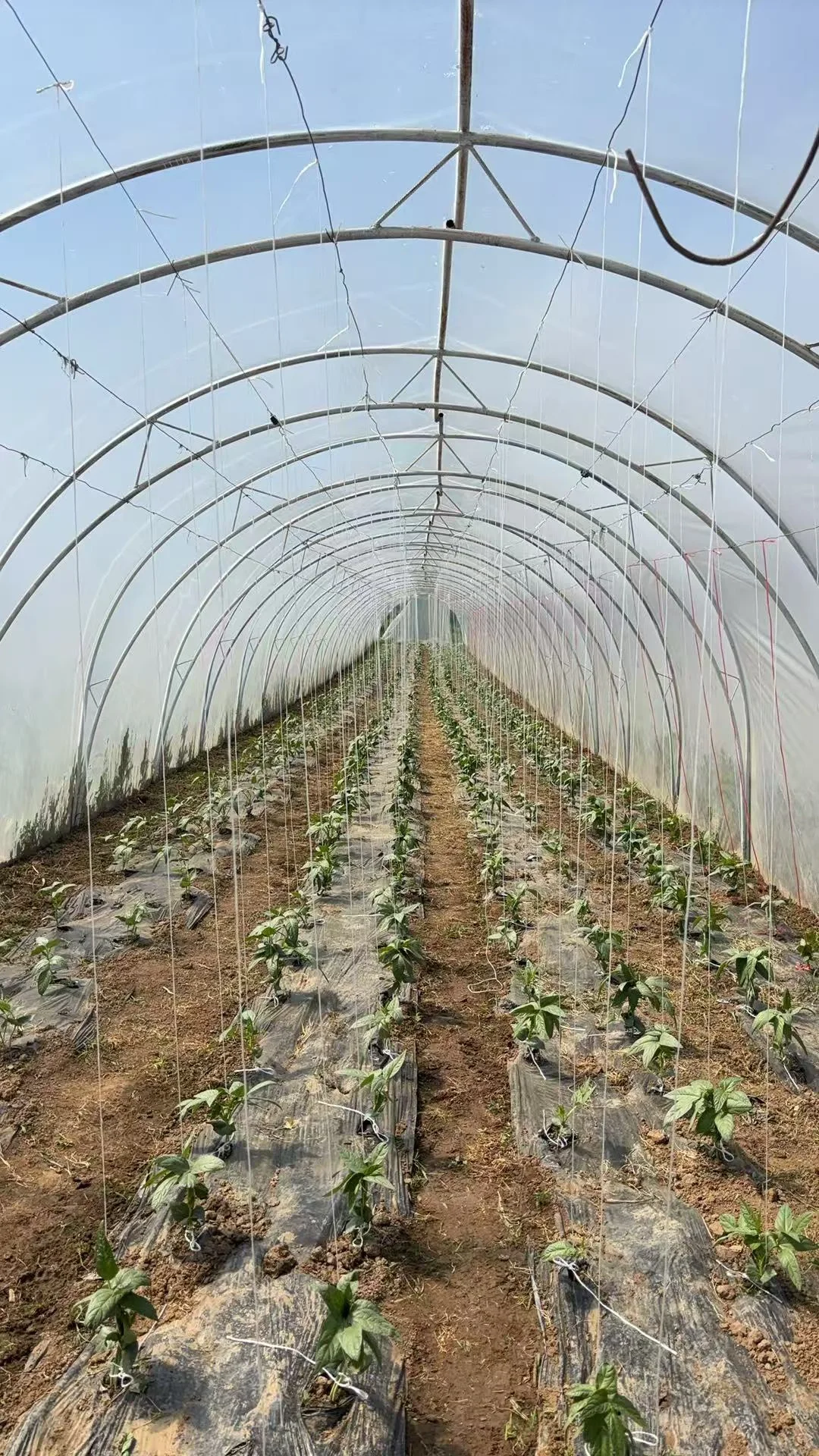招聘蔬菜大棚种植工人4名要有经验会做农活