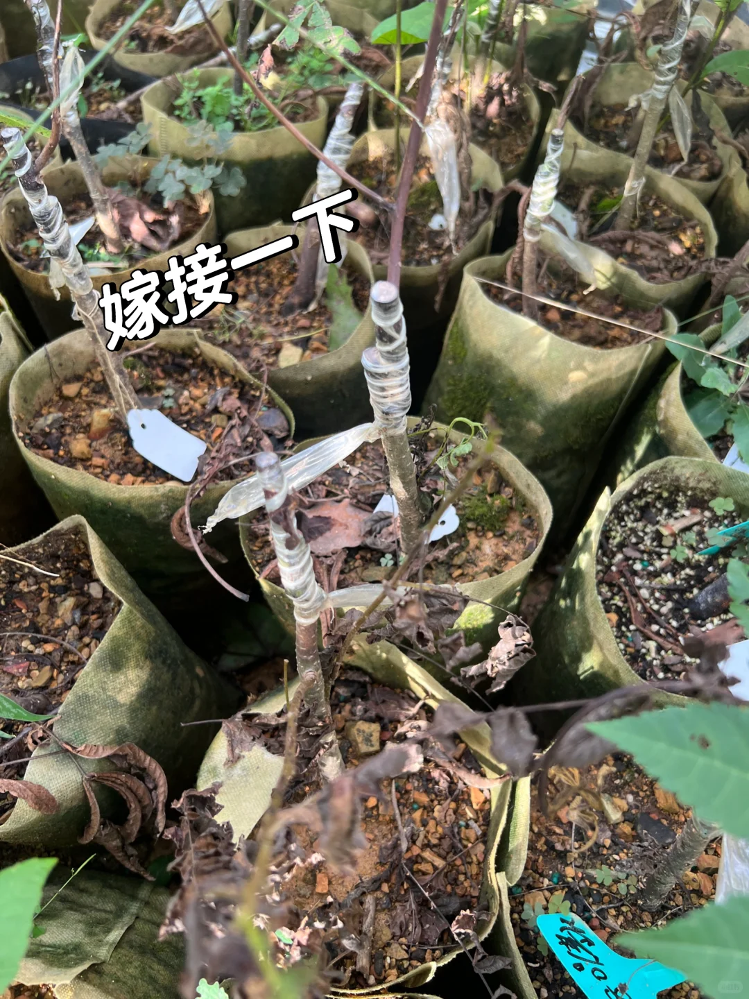 农业公司上班的日常?你能接受吗