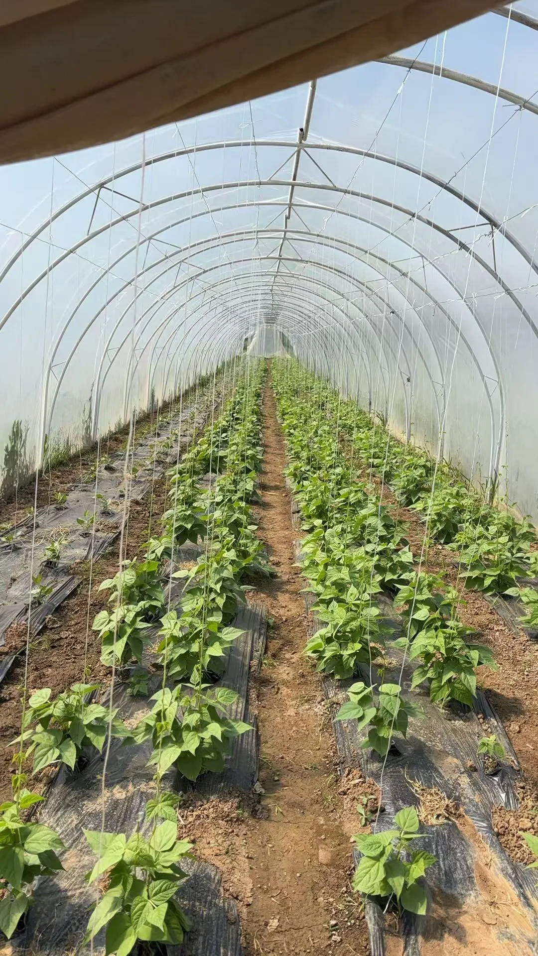 招聘蔬菜大棚种植工人4名要有经验会做农活