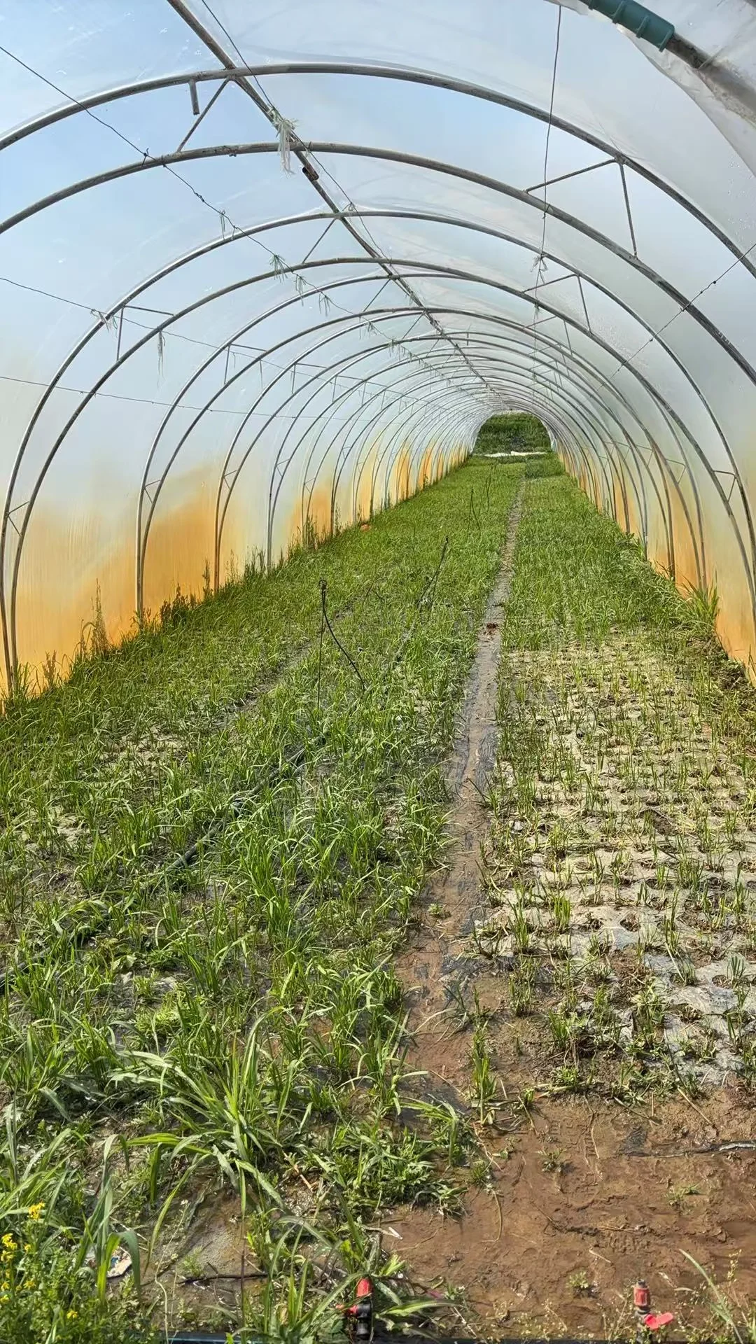招聘蔬菜大棚种植工人4名要有经验会做农活