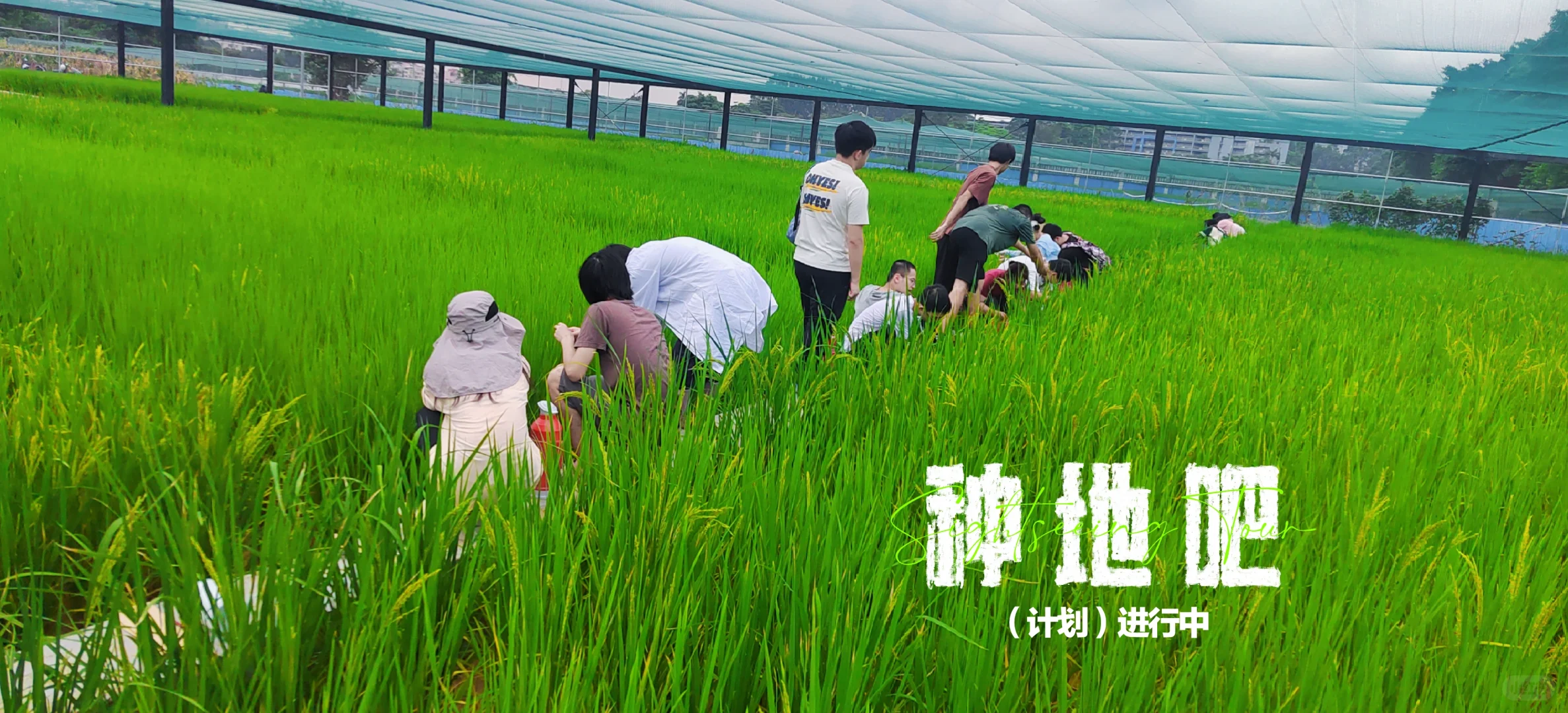 农学的就业尽头真的是销售(¯―¯٥)