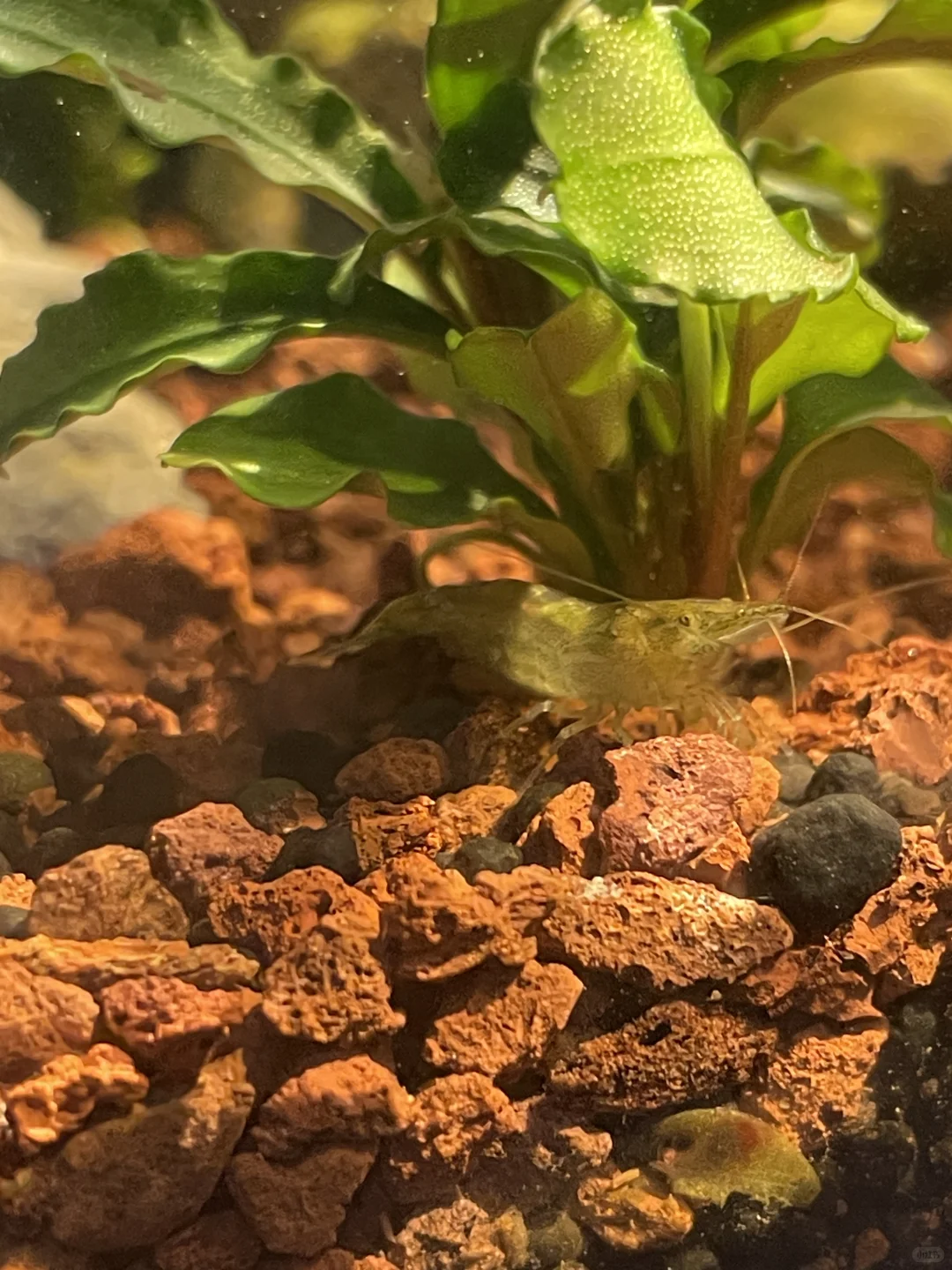 招聘农作物种植人员