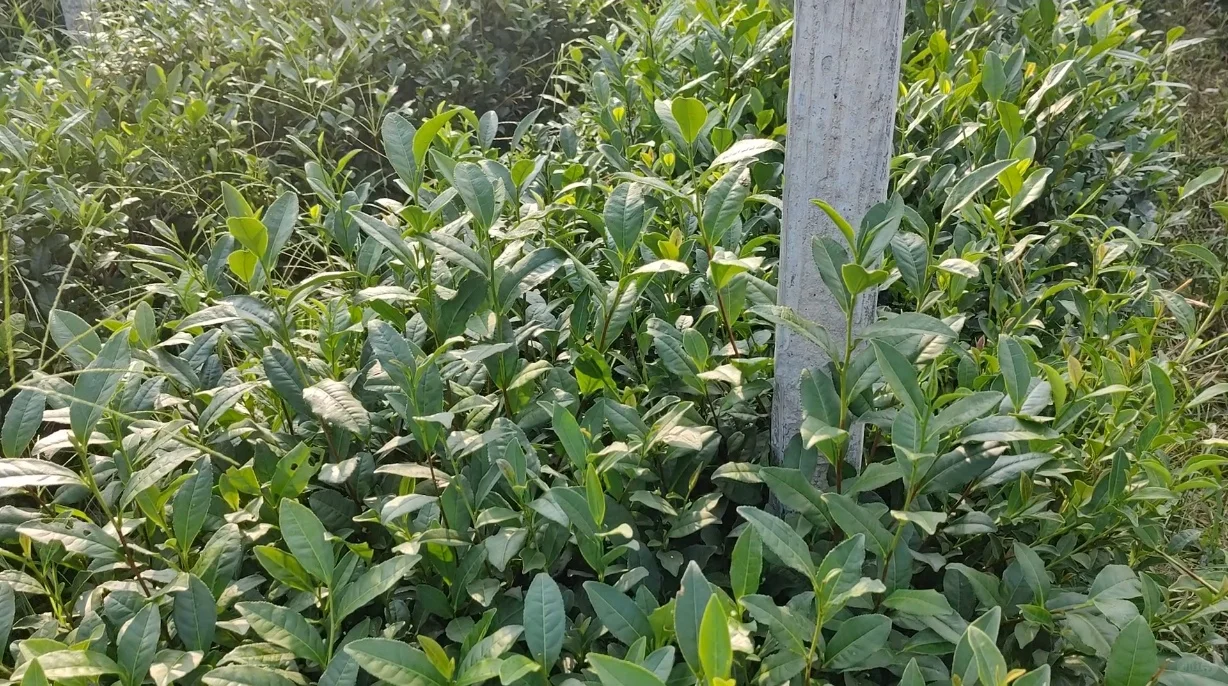 山村农场招募义工