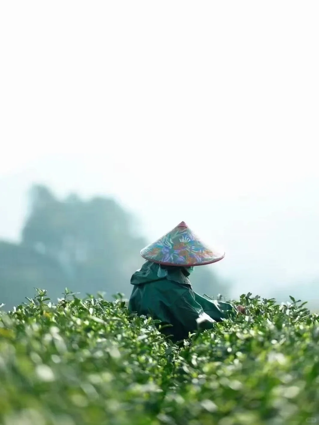 茶园招聘!!有人来吗??