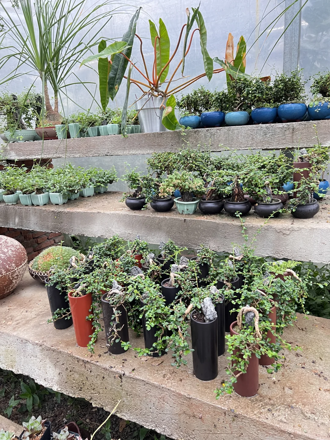 这是一条招聘信息：植物大棚管理员