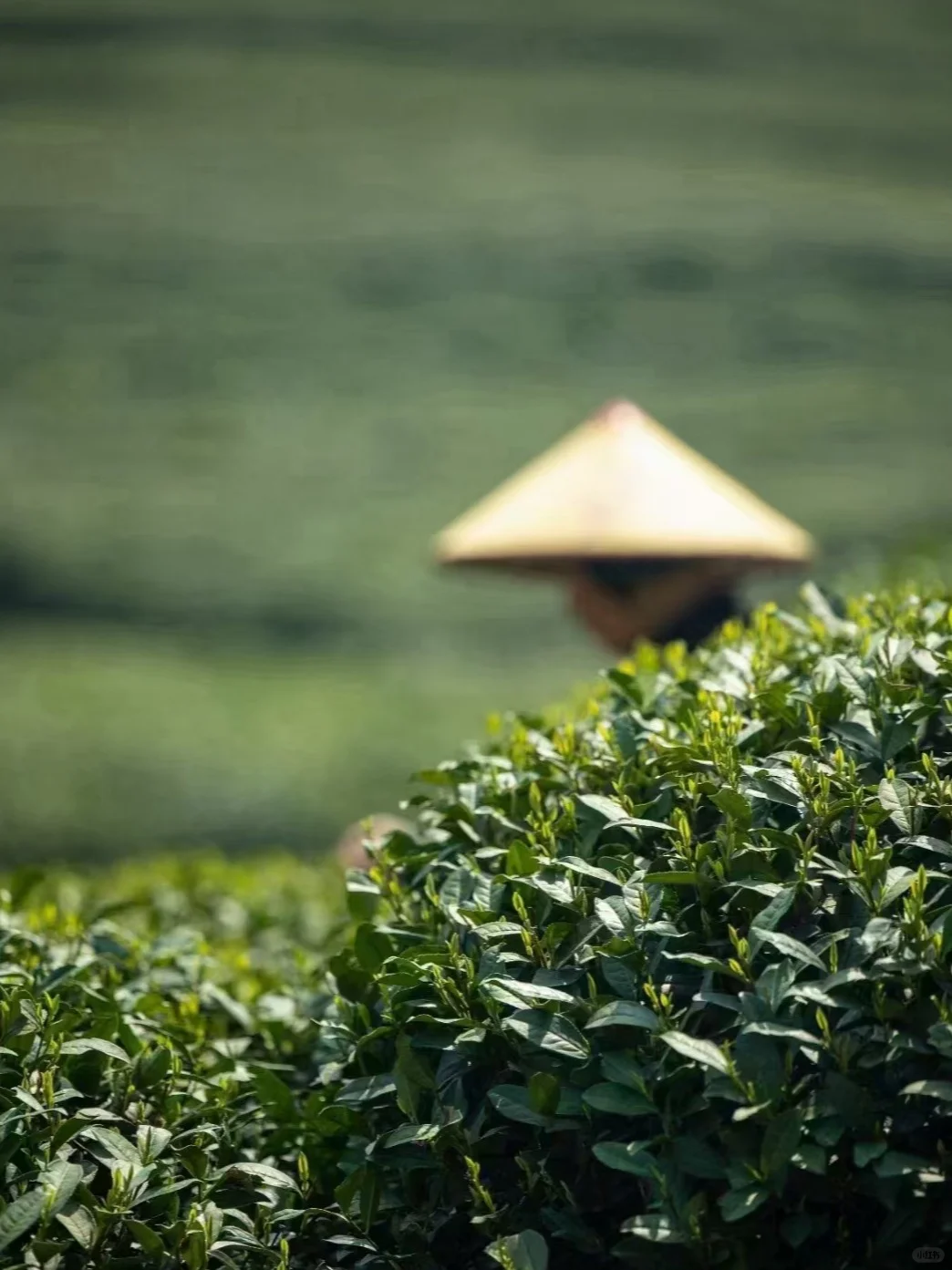 茶园招聘!!有人来吗??