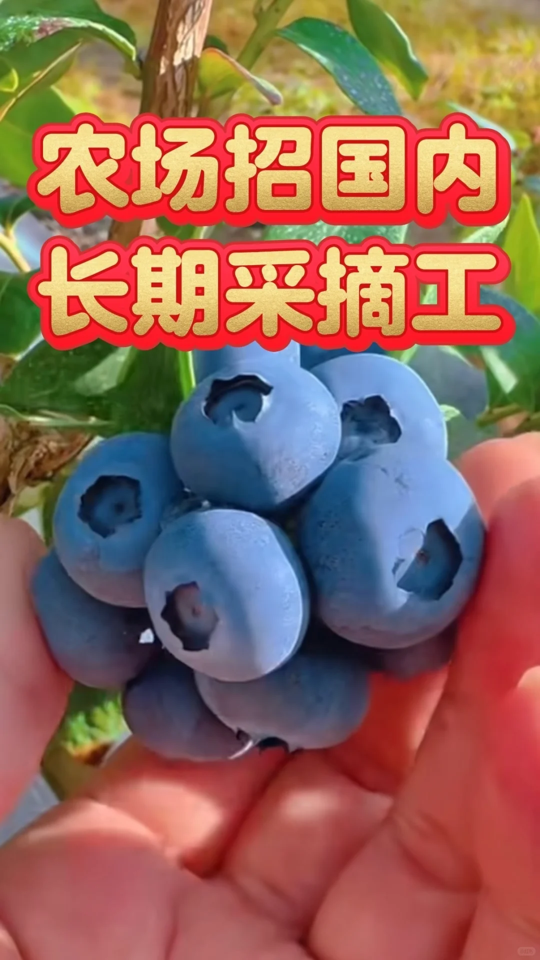 澳洲农场招半年以上长期工?