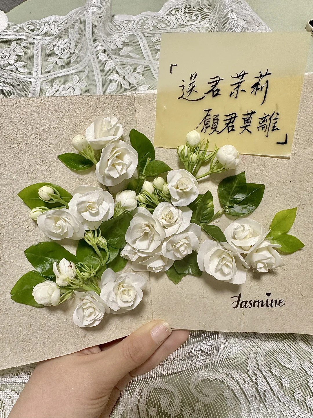 纸胶带茉莉|腌入味的纯欲天花板?