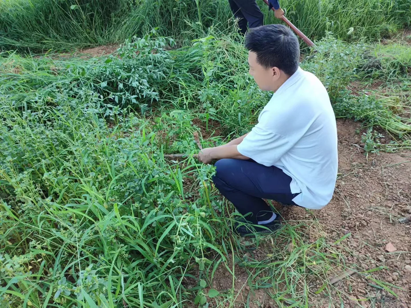 农场招聘义工