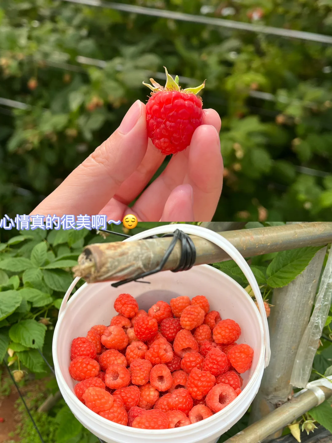 外企农场上班日常 节奏慢的有点不适应?