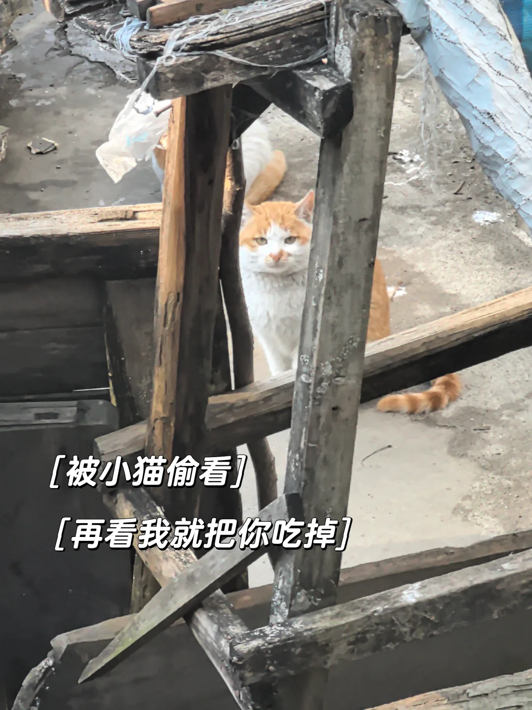 我找到工作啦,公司在山里,只有我一个员工