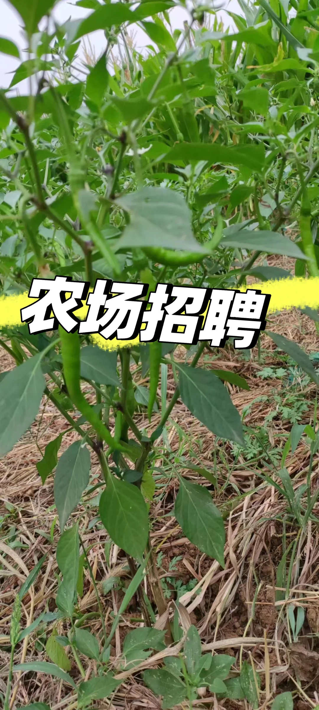 农场招聘义工