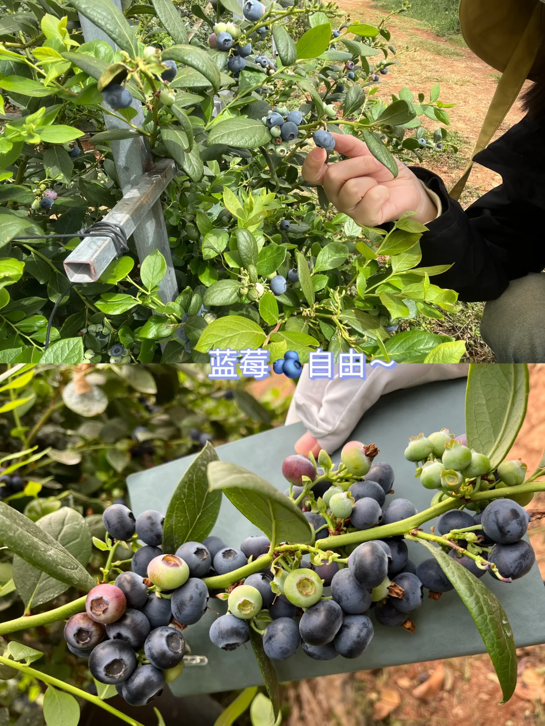 外企农场上班日常 节奏慢的有点不适应?