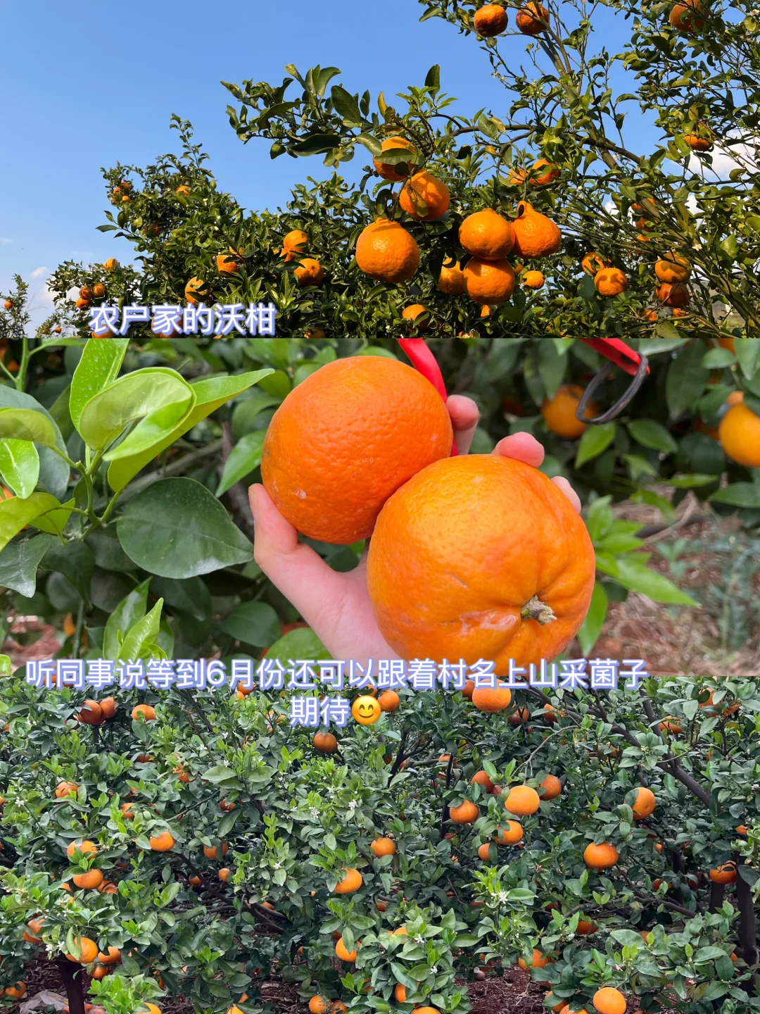 外企农场上班日常 节奏慢的有点不适应?