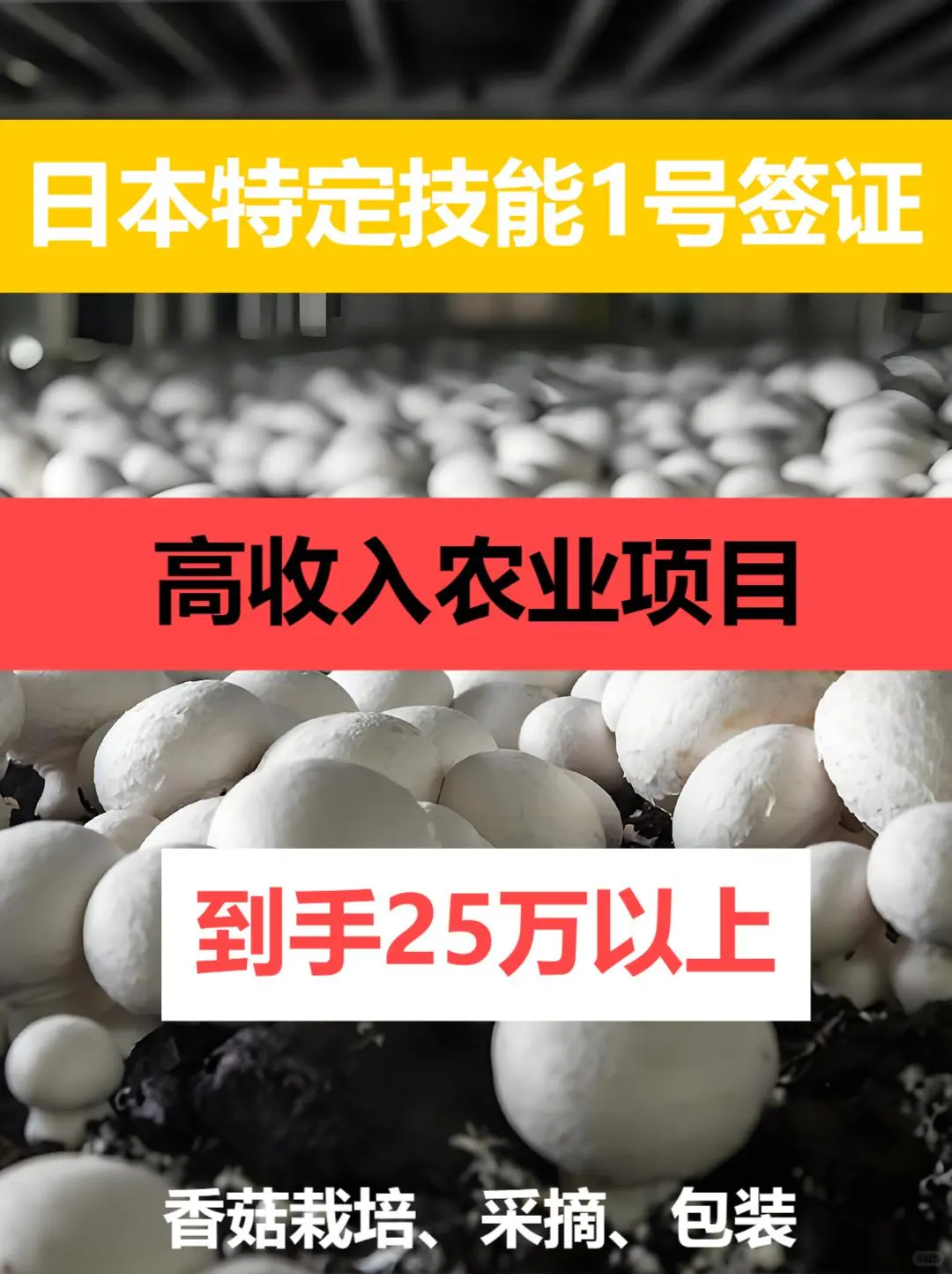 高收入农业特定技能项目